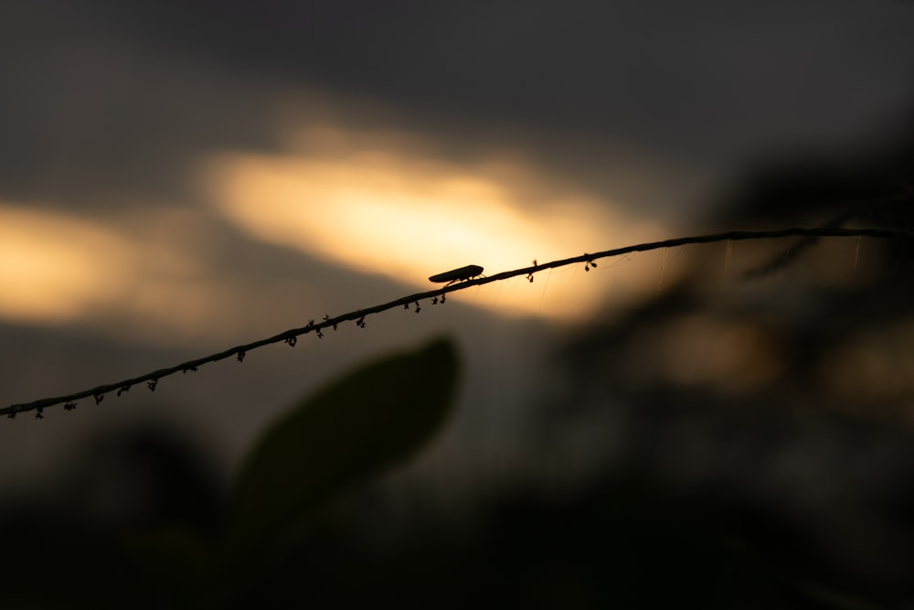 a small bird sitting on a twig in front of a cloudy sky