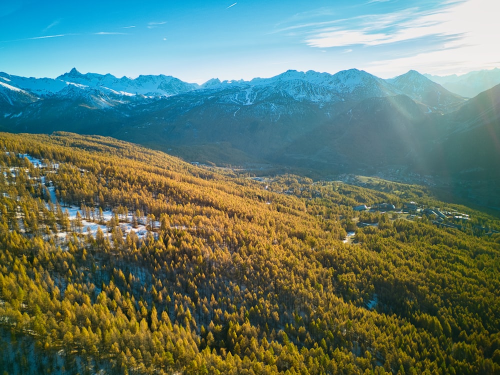 an aerial view of a forest and mountains