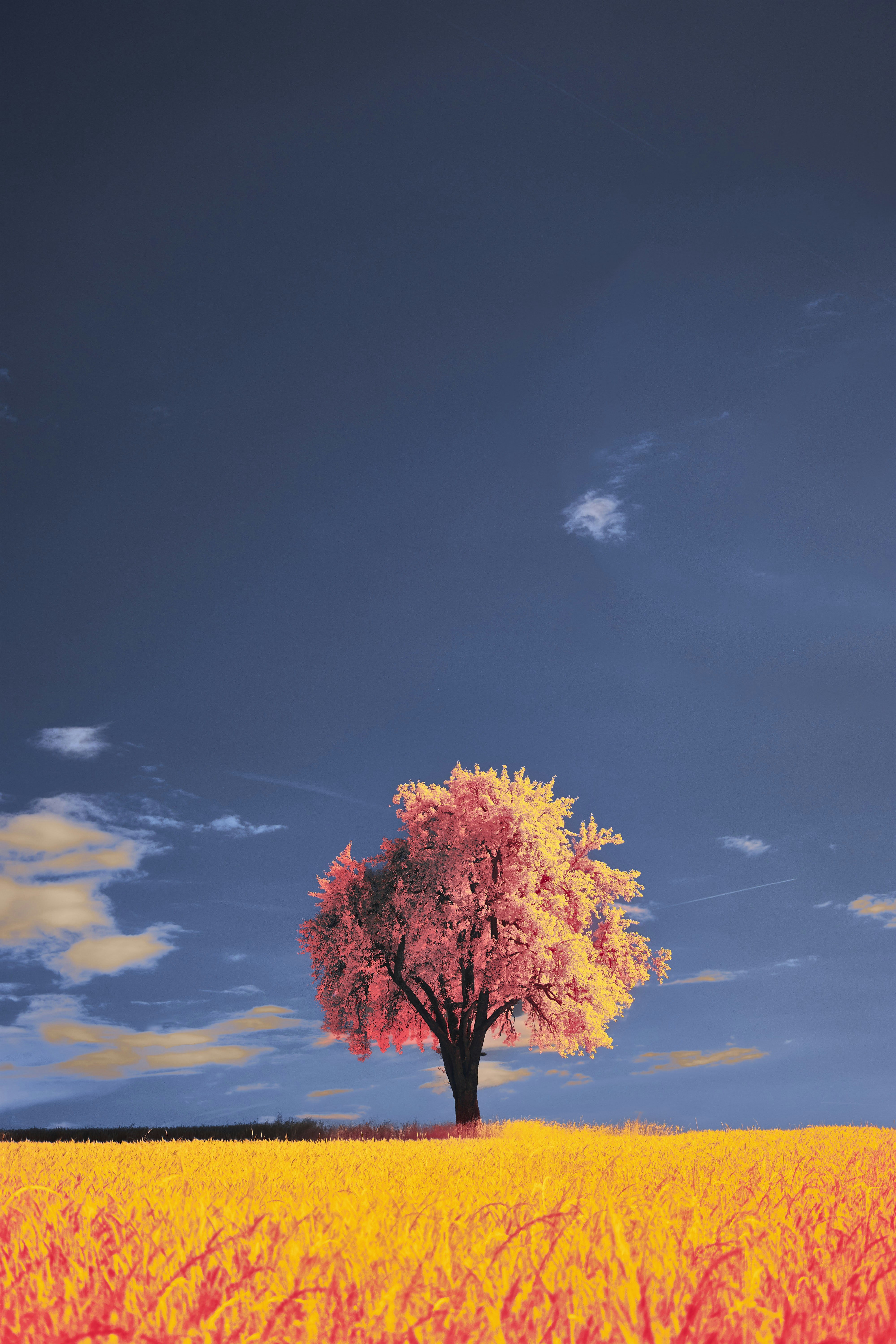 Photo by wolfgang_hasselmann