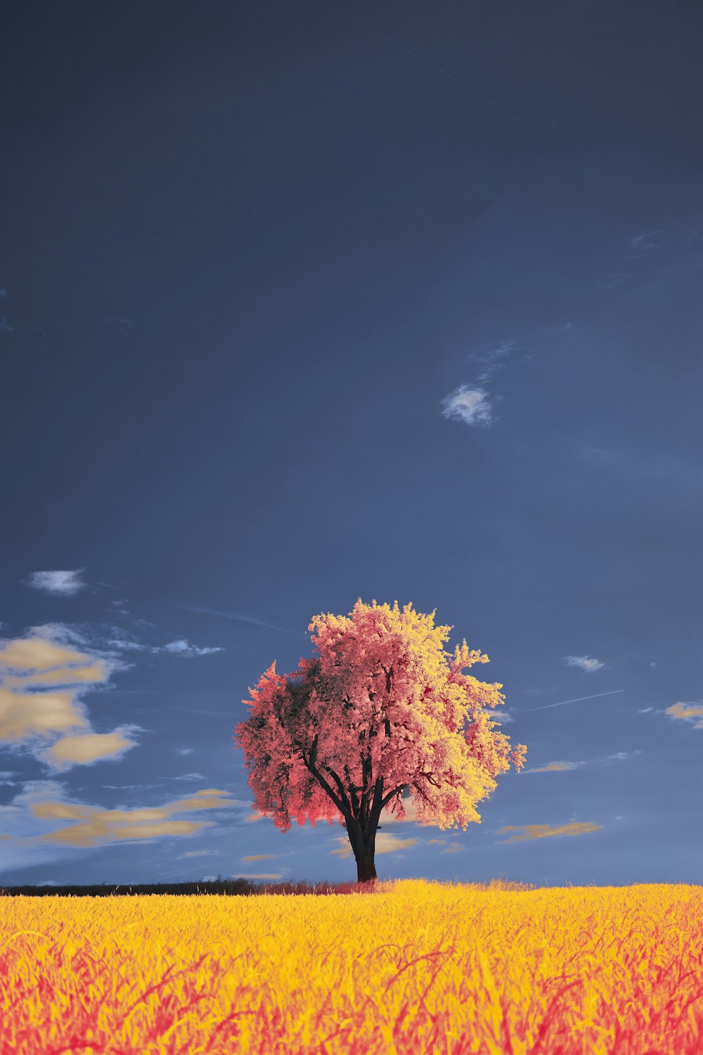 a lone tree in a field of yellow flowers