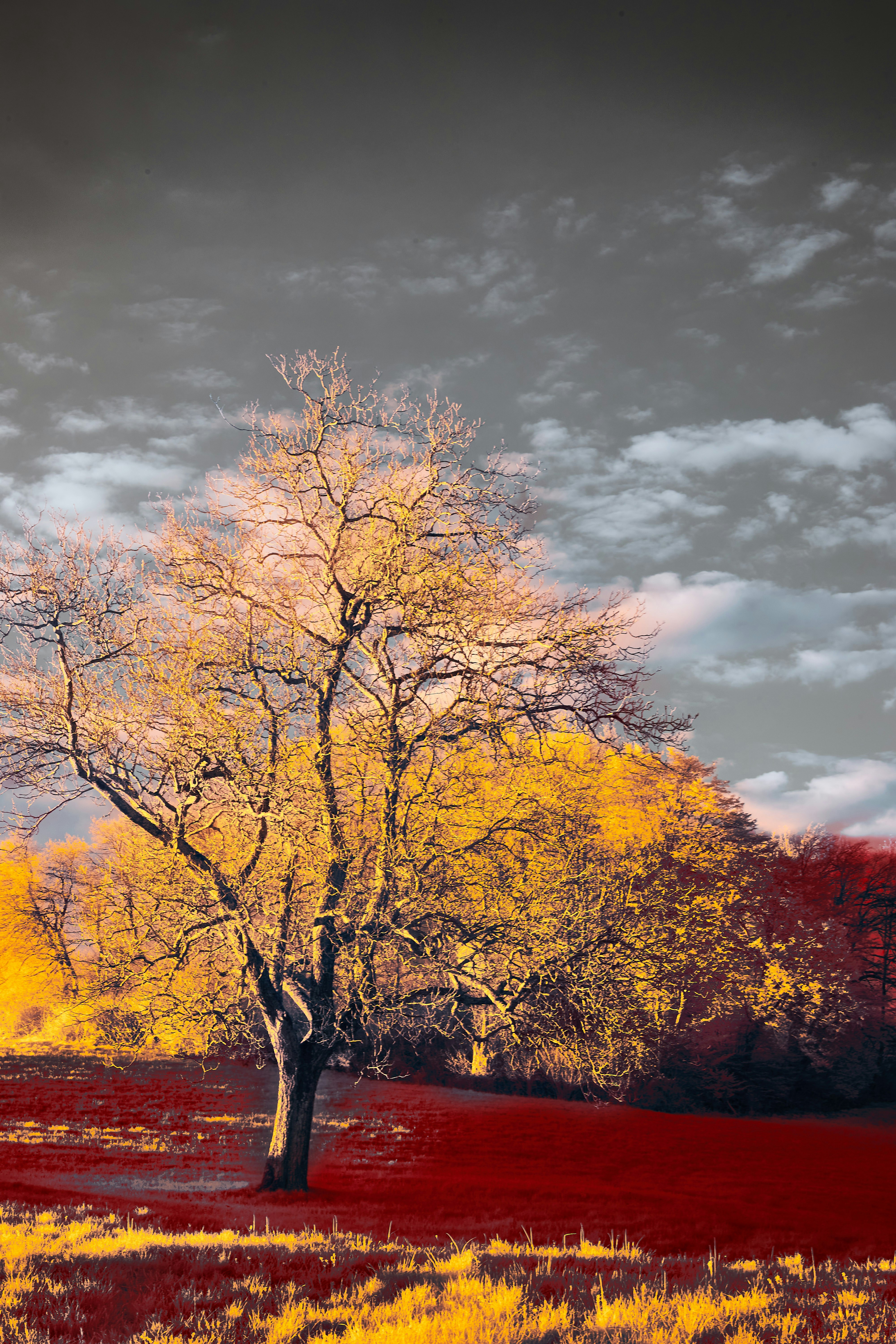 Photo by wolfgang_hasselmann