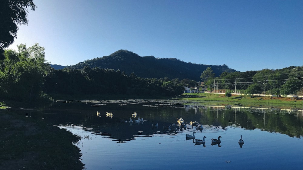 a group of ducks are swimming in a pond