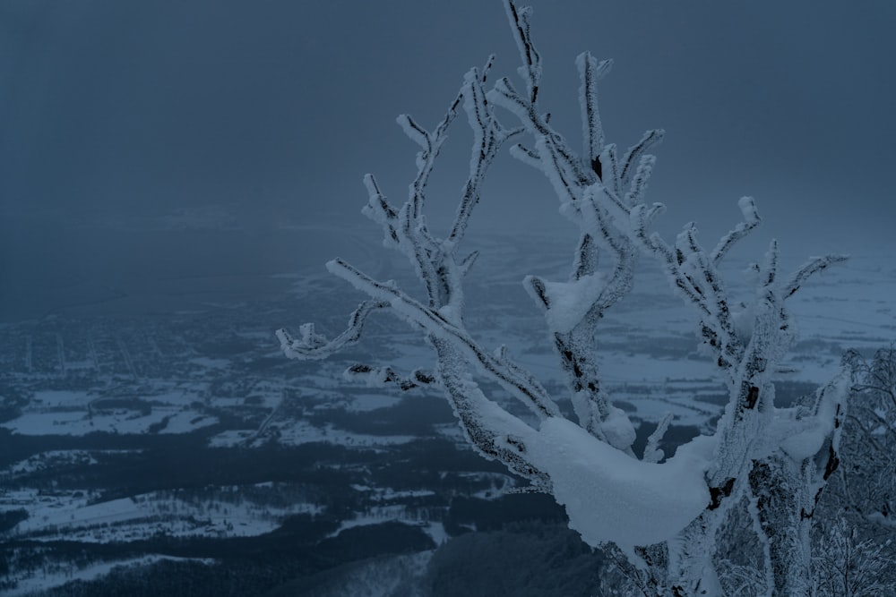 un árbol cubierto de nieve en la cima de una montaña