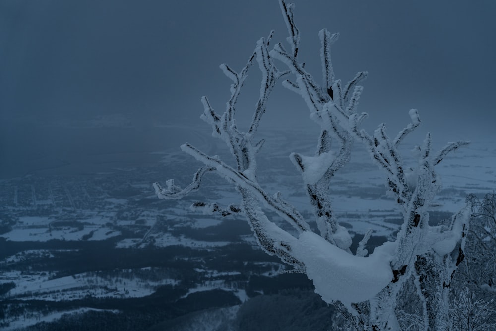 a tree covered in snow on top of a mountain