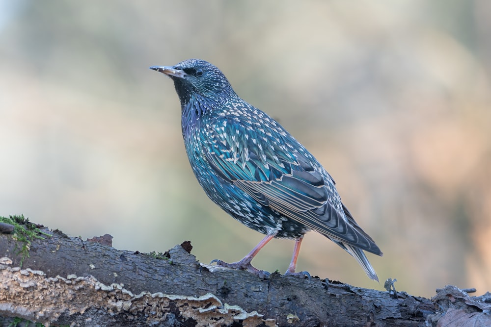 a small blue bird perched on a tree branch