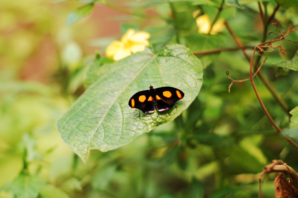 a black and orange butterfly sitting on a green leaf