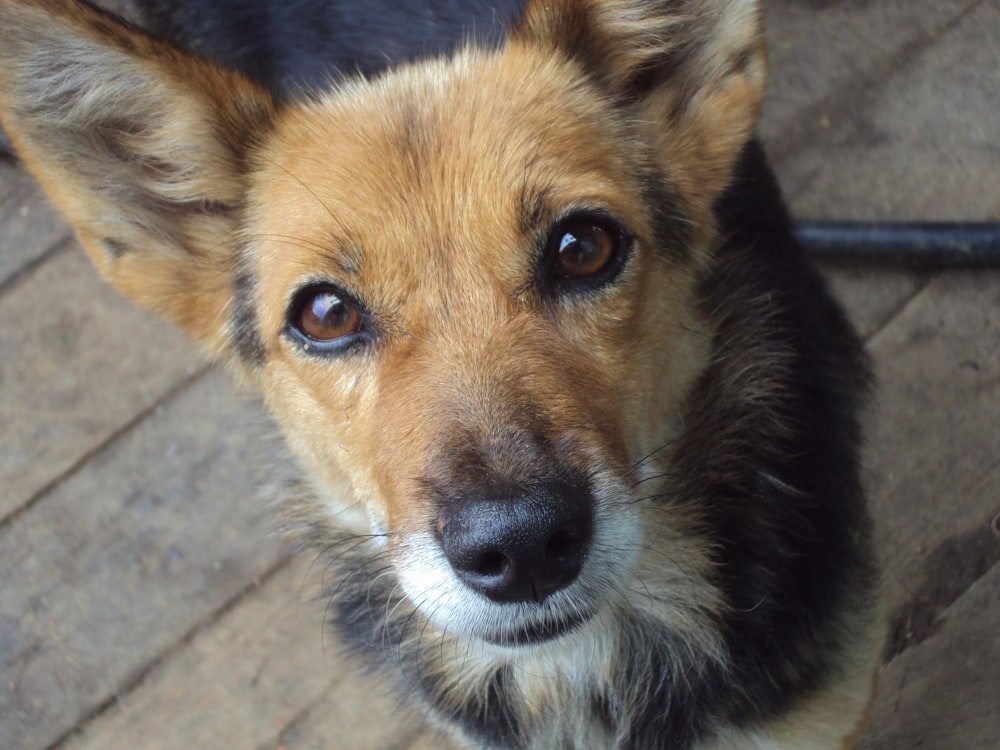 a close up of a dog on a wooden floor