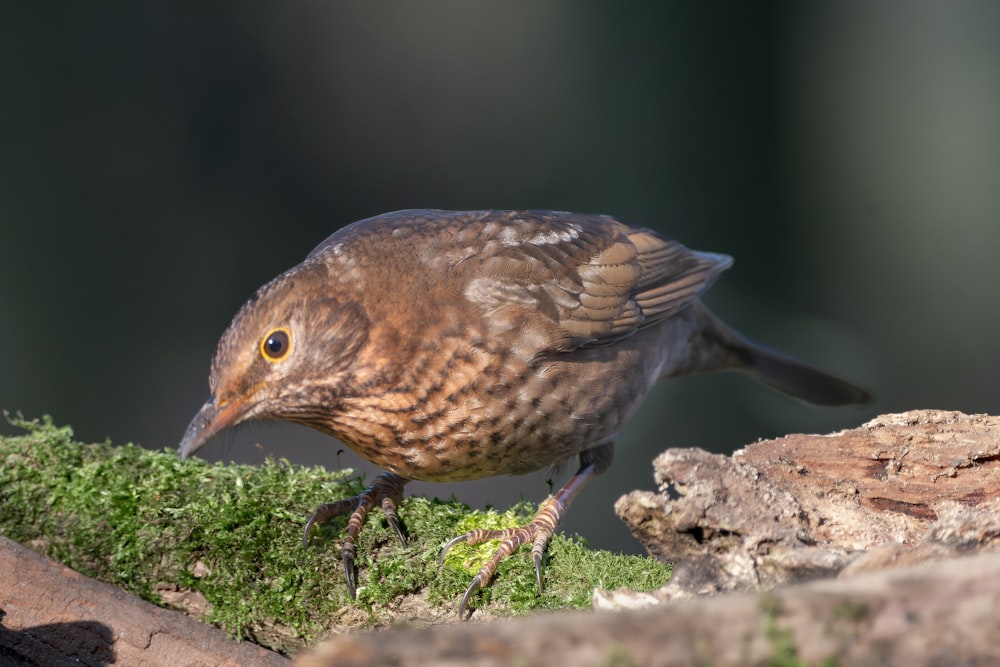 a small brown bird standing on a moss covered rock