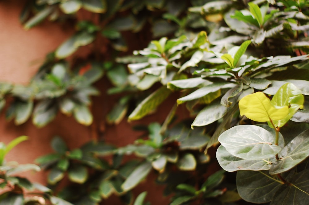 a close up of a plant with green leaves