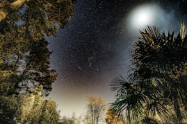 a night sky with stars and trees in the foreground