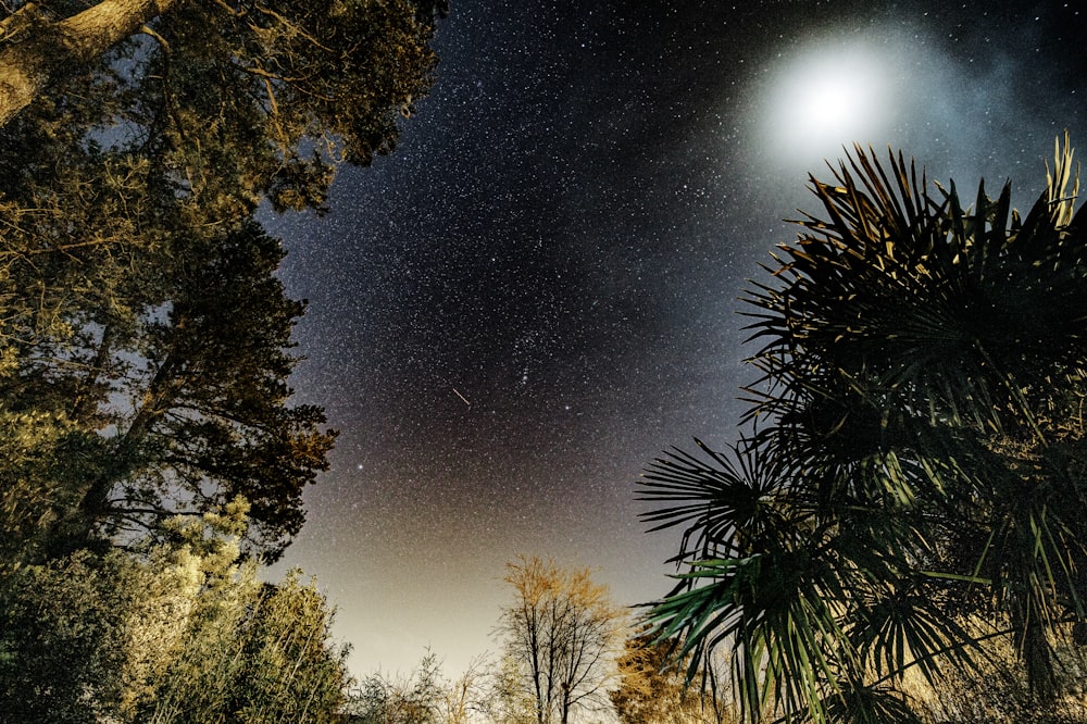 a night sky with stars and trees in the foreground