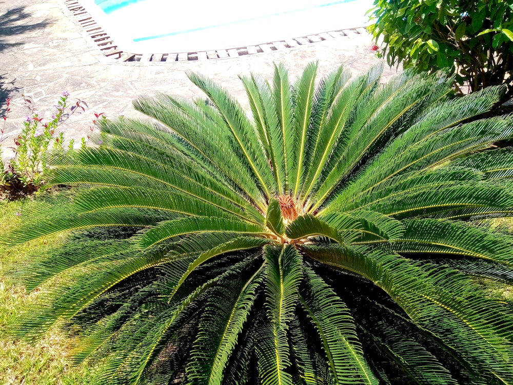 a large green plant sitting next to a swimming pool