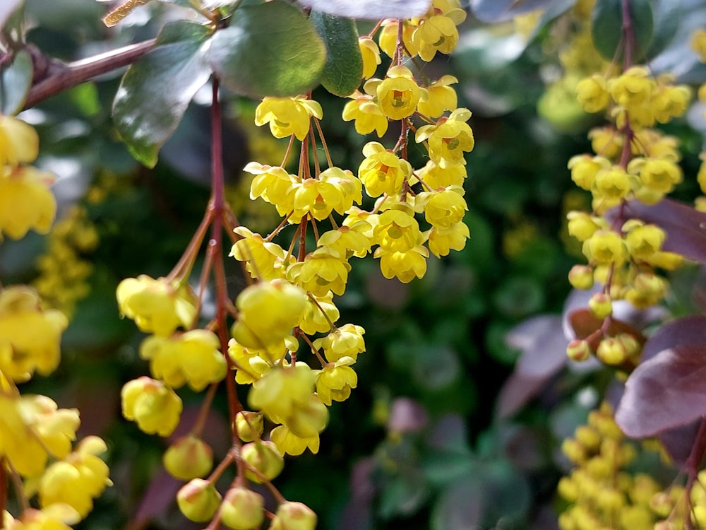 a bunch of yellow flowers hanging from a tree