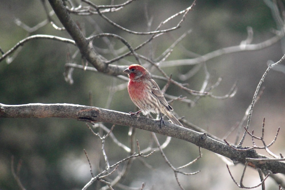 a small red bird perched on a tree branch