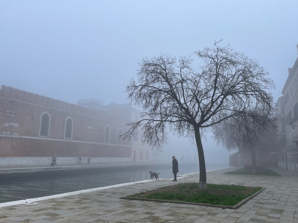 a person walking a dog on a foggy day