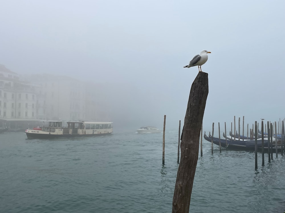 a seagull sitting on a post in a harbor