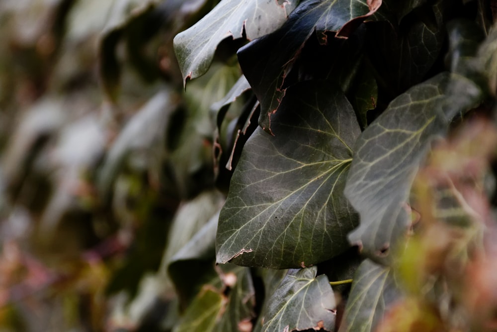 a close up of leaves on a tree