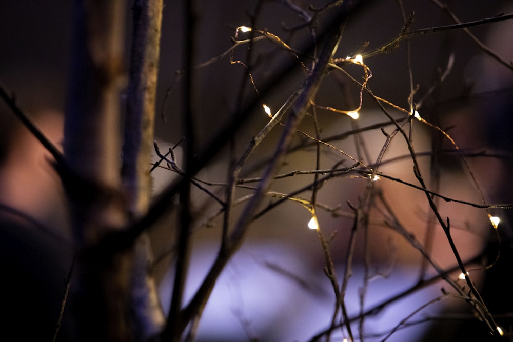 a close up of a tree with lights on it