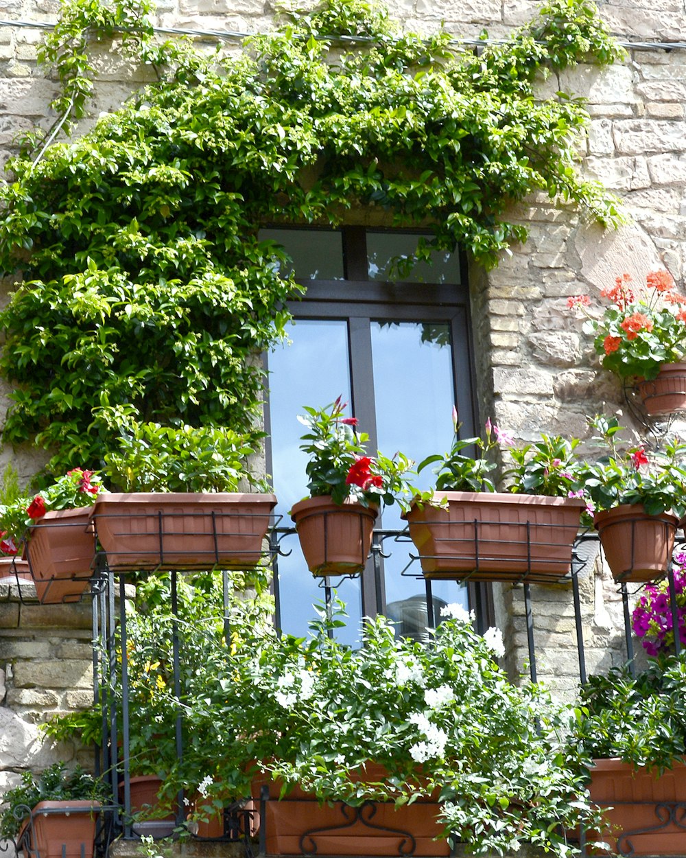 a window with a bunch of flowers on it