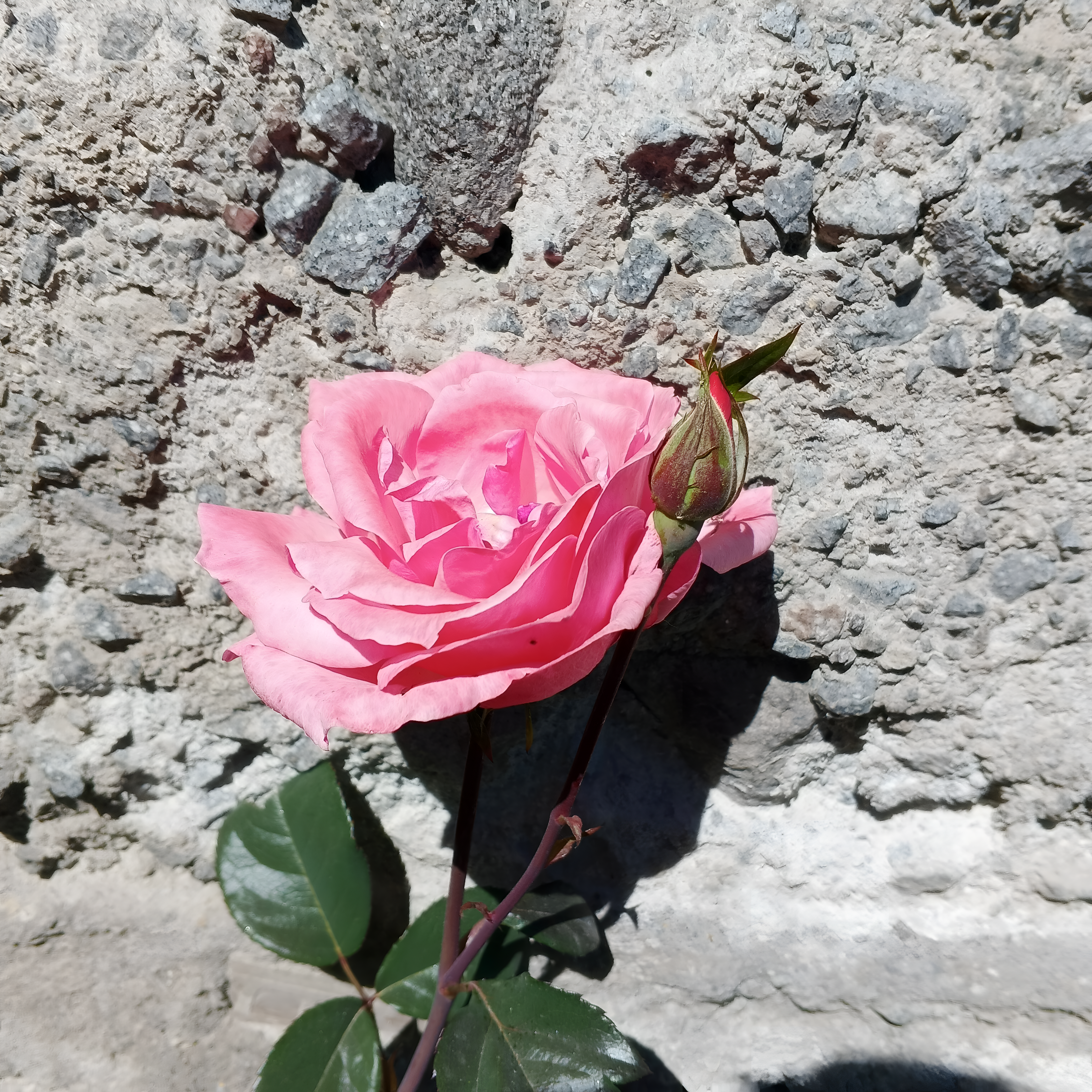 Lessons from the Life of Saint Rose of Lima