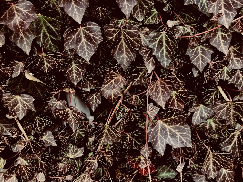 a bunch of leaves that are on the ground