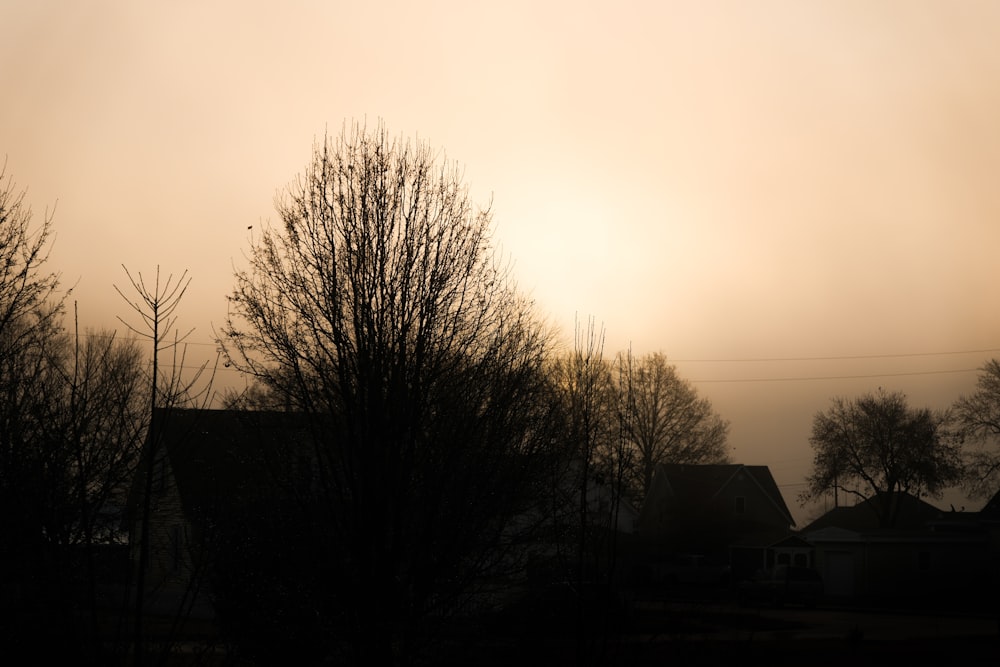 a silhouette of a tree and a house in the distance