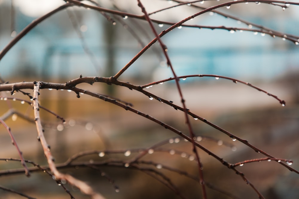 a branch with water droplets on it