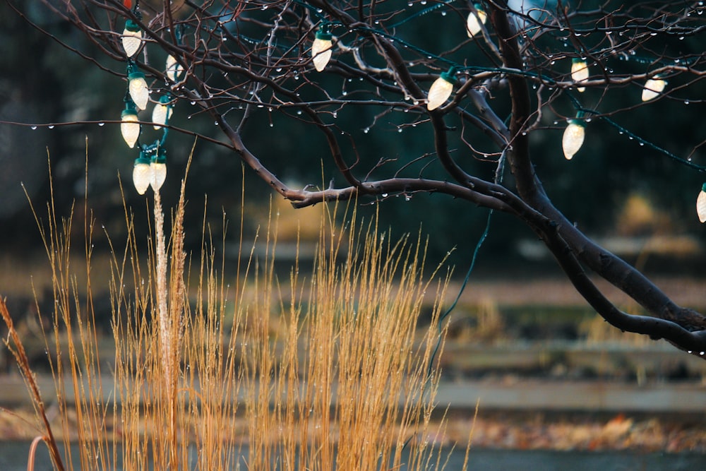 a bunch of lights hanging from a tree