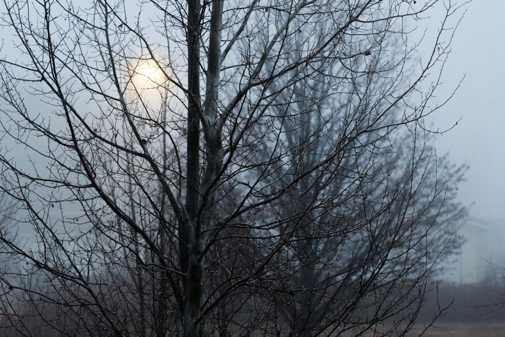 a tree with no leaves in the fog