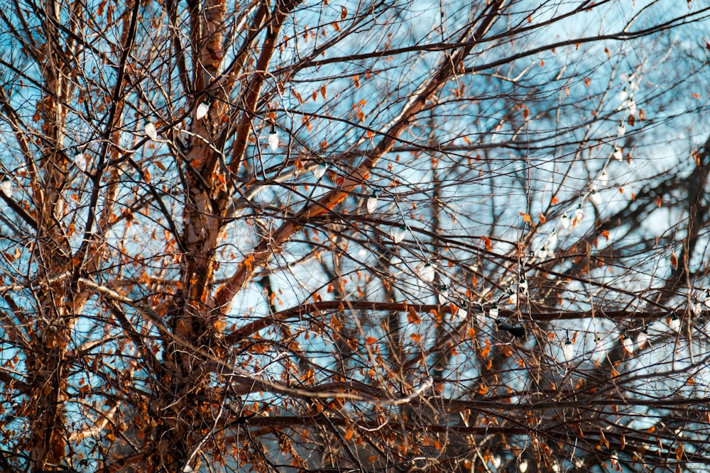 a bird is perched on a branch of a tree