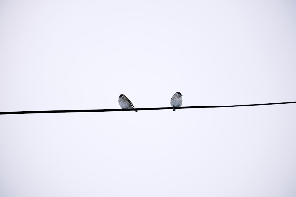 two birds sitting on a wire with a sky background