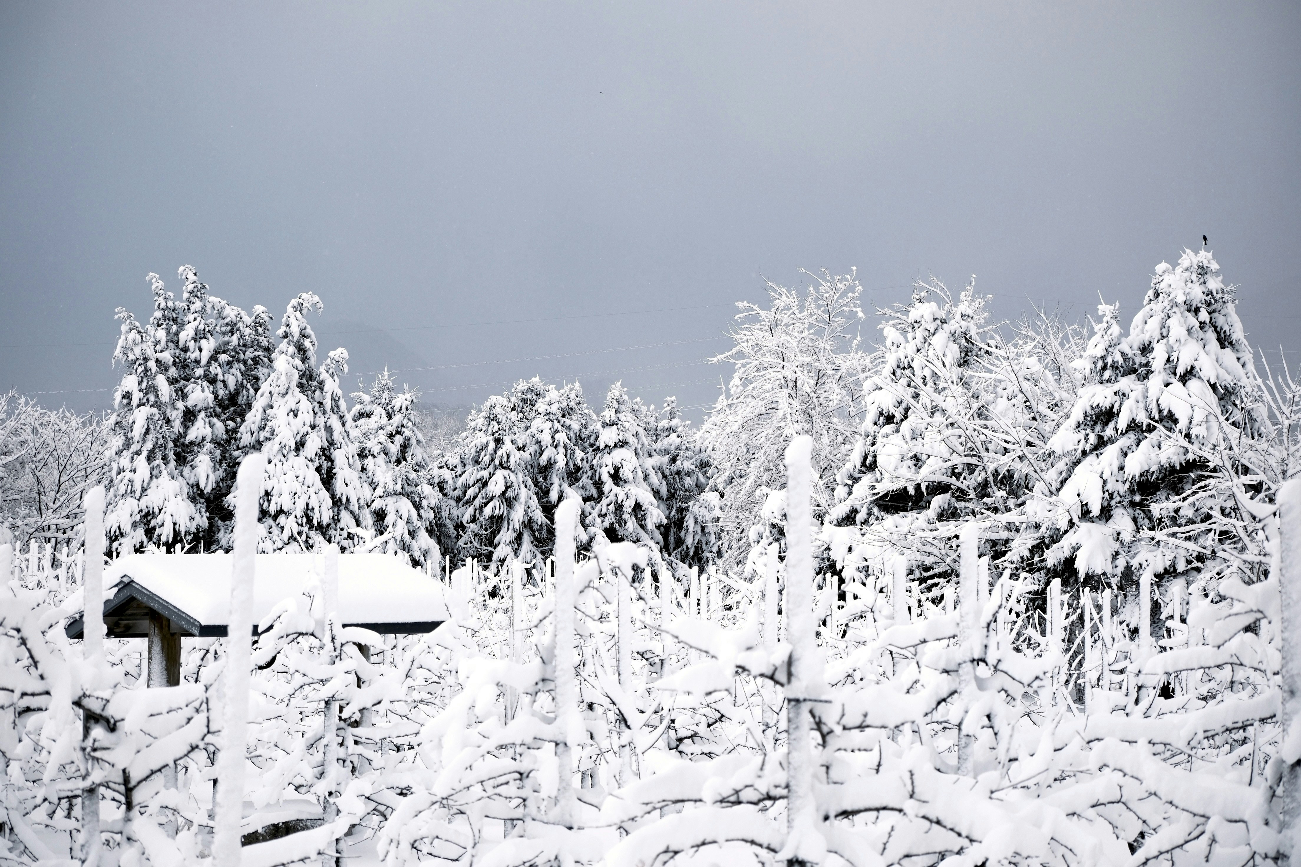 Photo by seiya_maeda