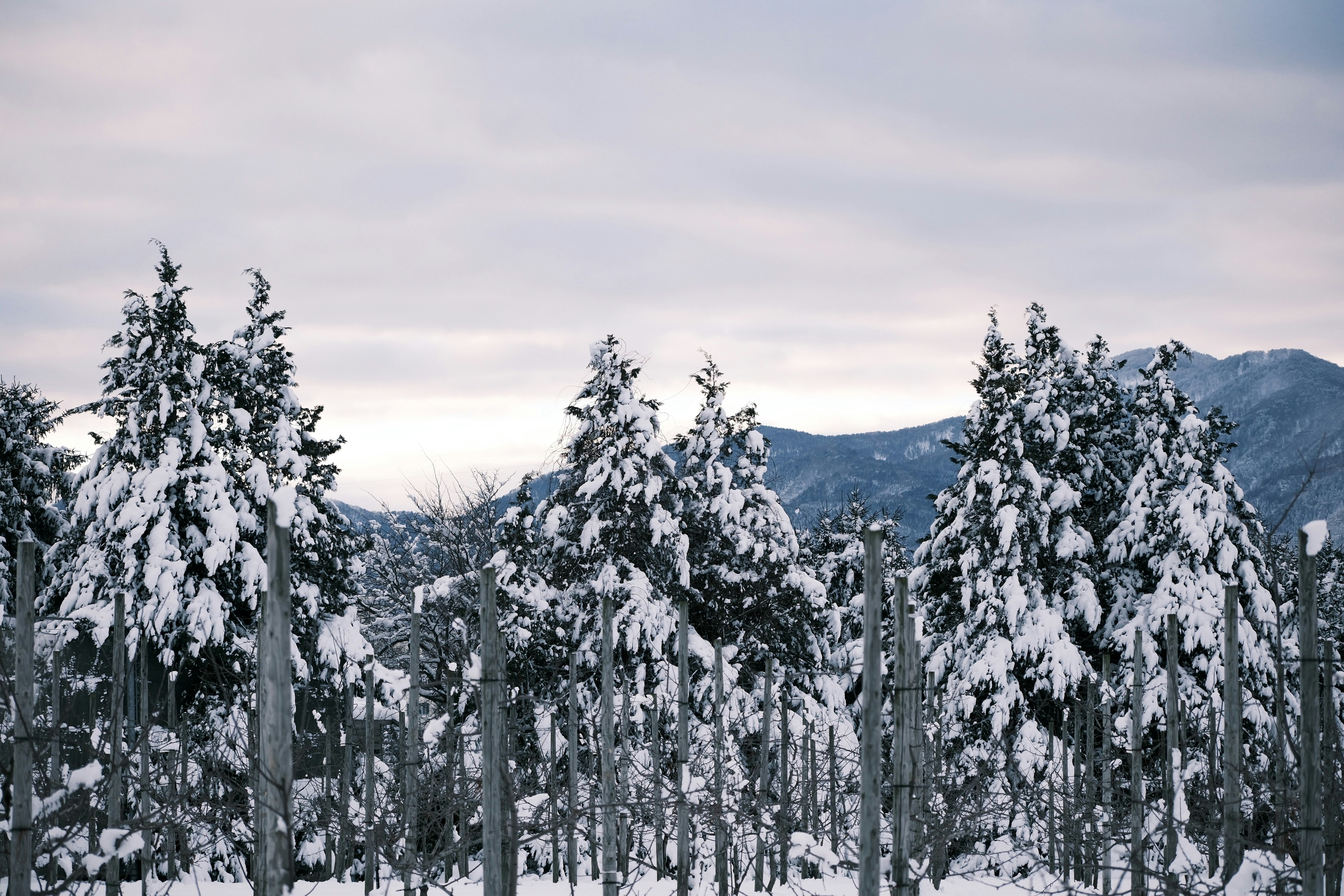 Photo by seiya_maeda