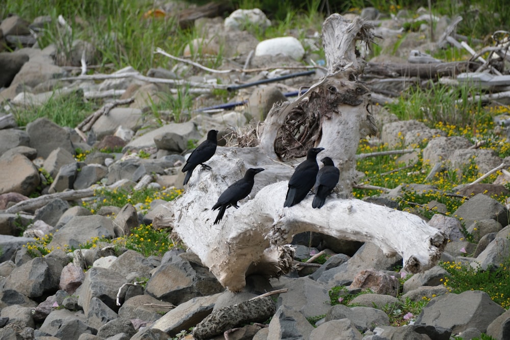 a group of birds sitting on top of a tree stump
