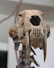 a close up of a human skull with a long beak