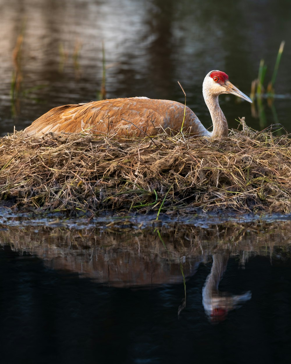 a bird sitting on top of a pile of grass