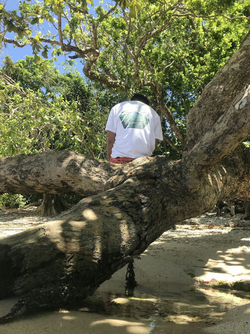 a man standing on top of a tree branch