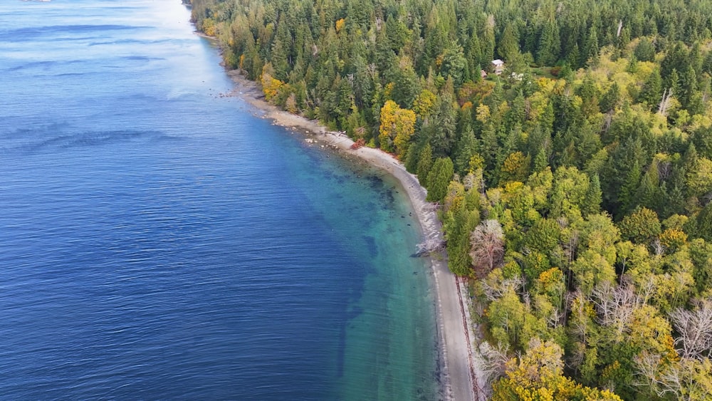 a large body of water surrounded by trees