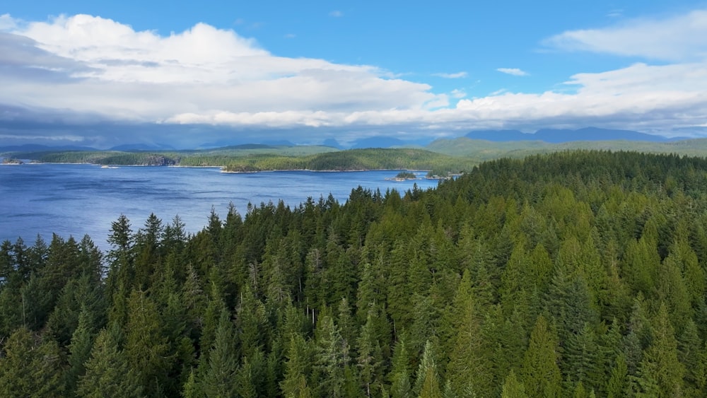 a scenic view of a forest and a body of water