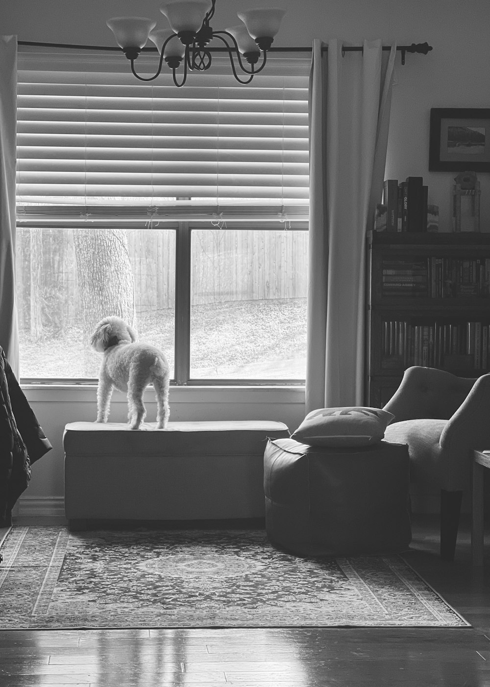 a black and white photo of a dog standing on a couch