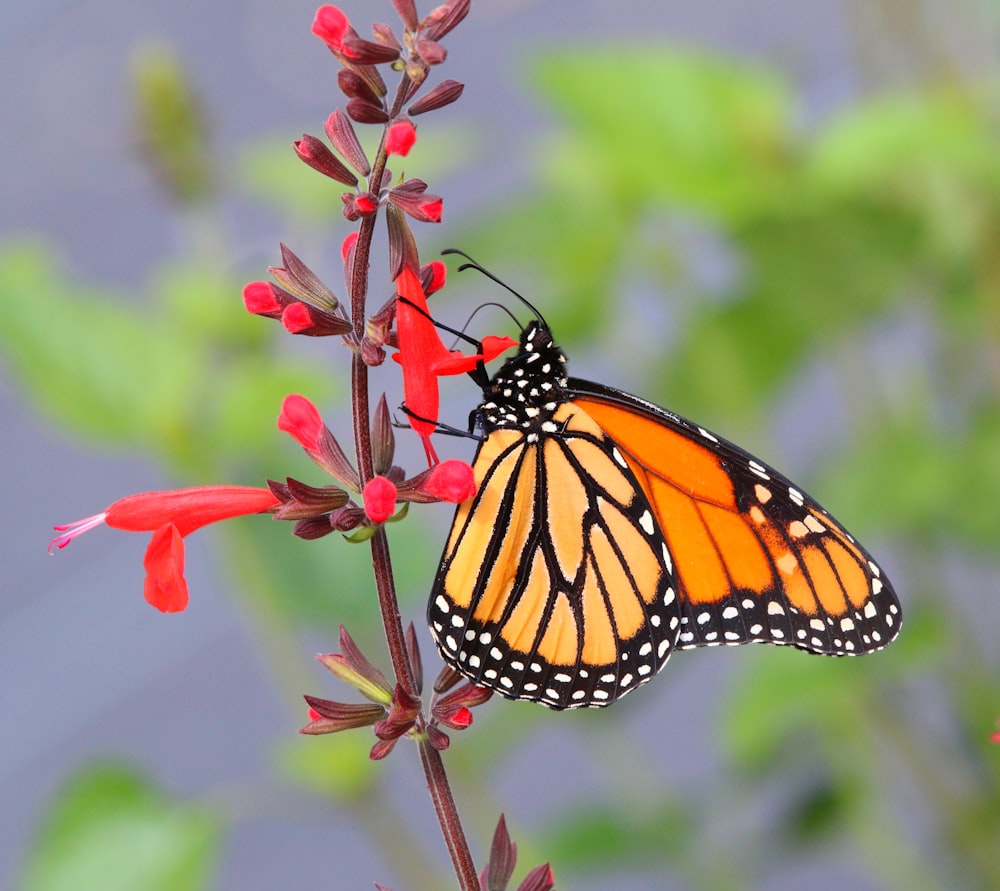 a monarch butterfly resting on a red flower