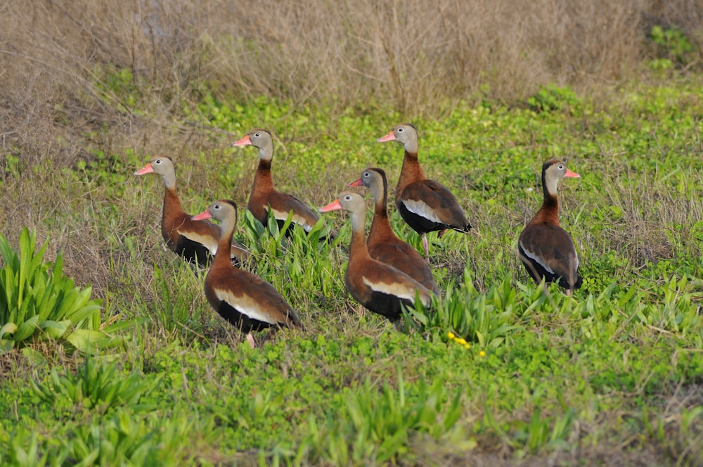 a group of ducks standing in the grass