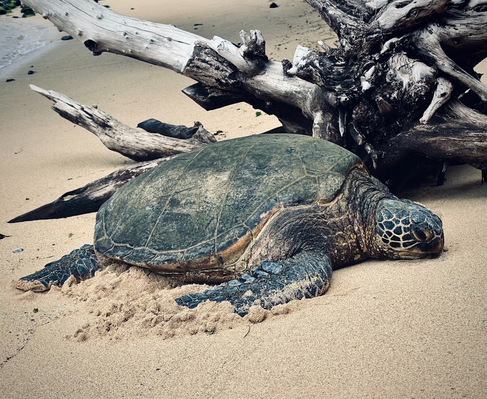 a large turtle laying on top of a sandy beach