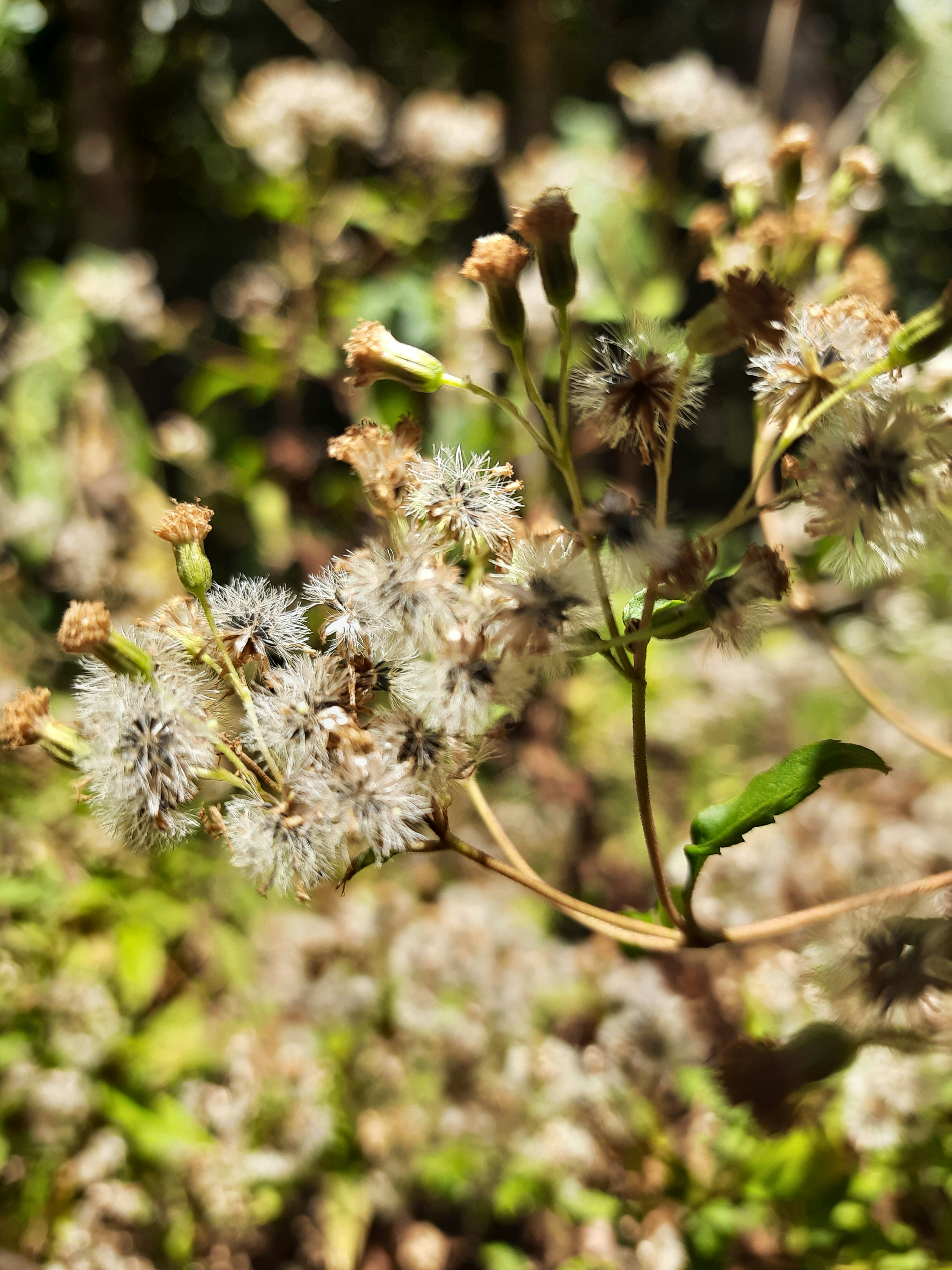 Photo by dilani_wicky