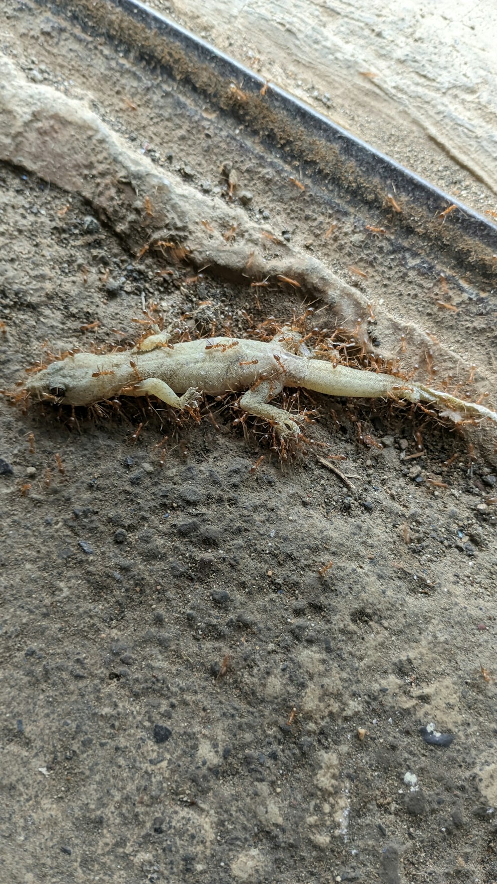 a lizard laying on the ground in the dirt