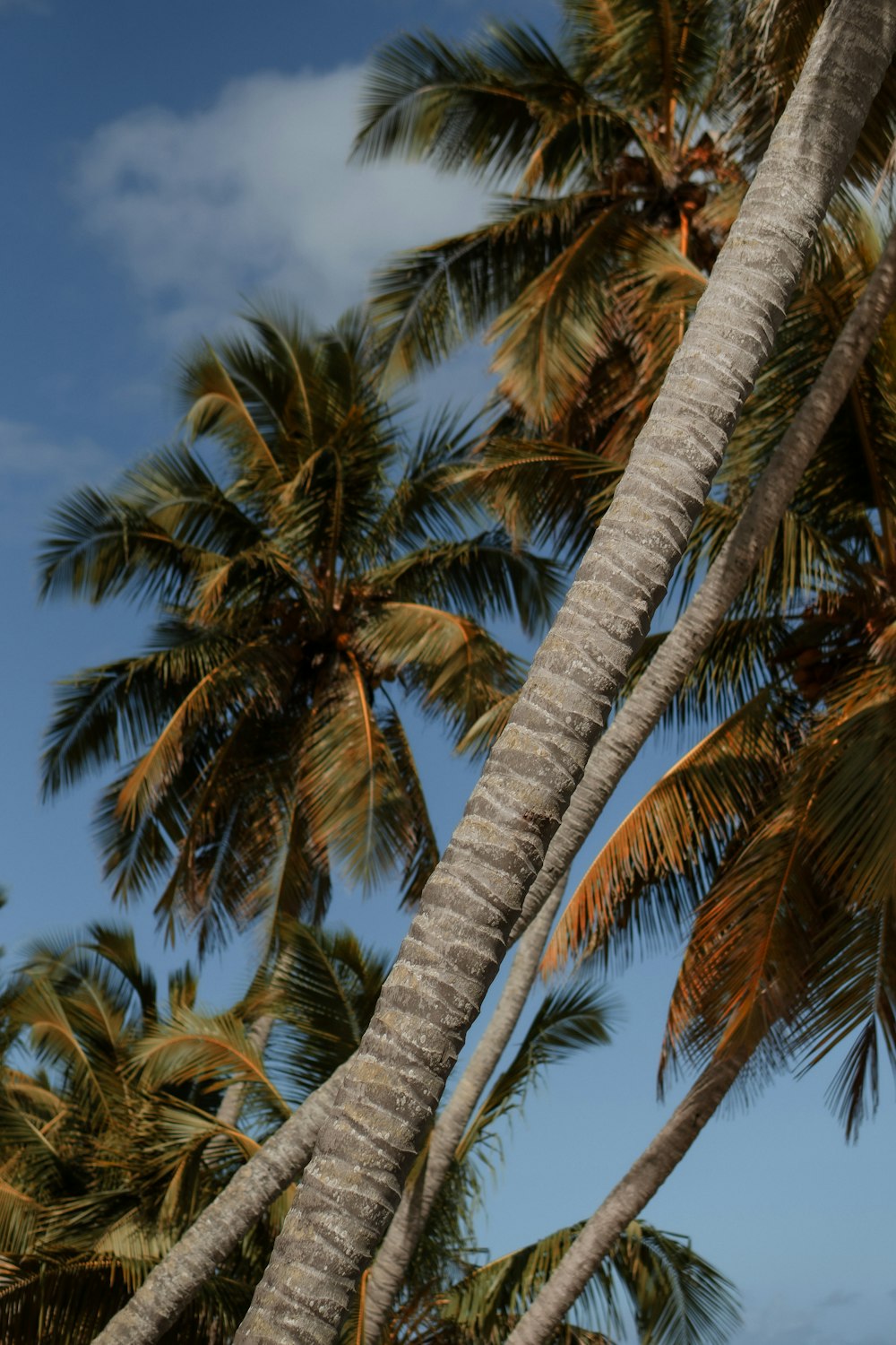 a man riding a surfboard on top of a palm tree