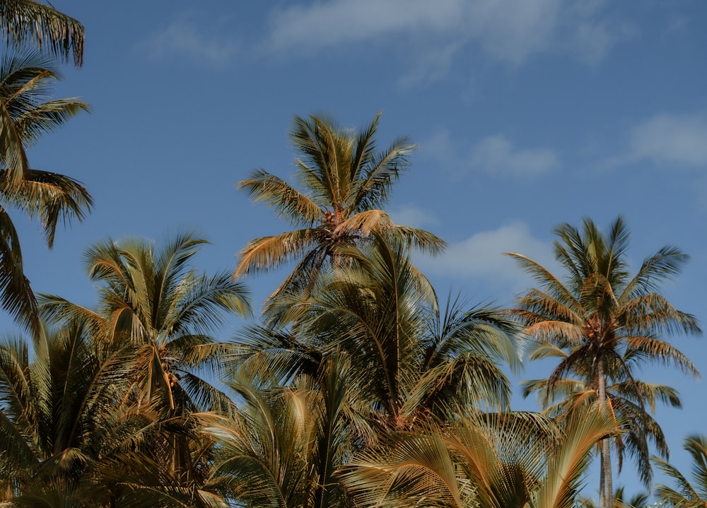 un grupo de palmeras con un cielo azul al fondo