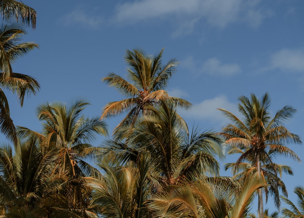 a group of palm trees with a blue sky in the background