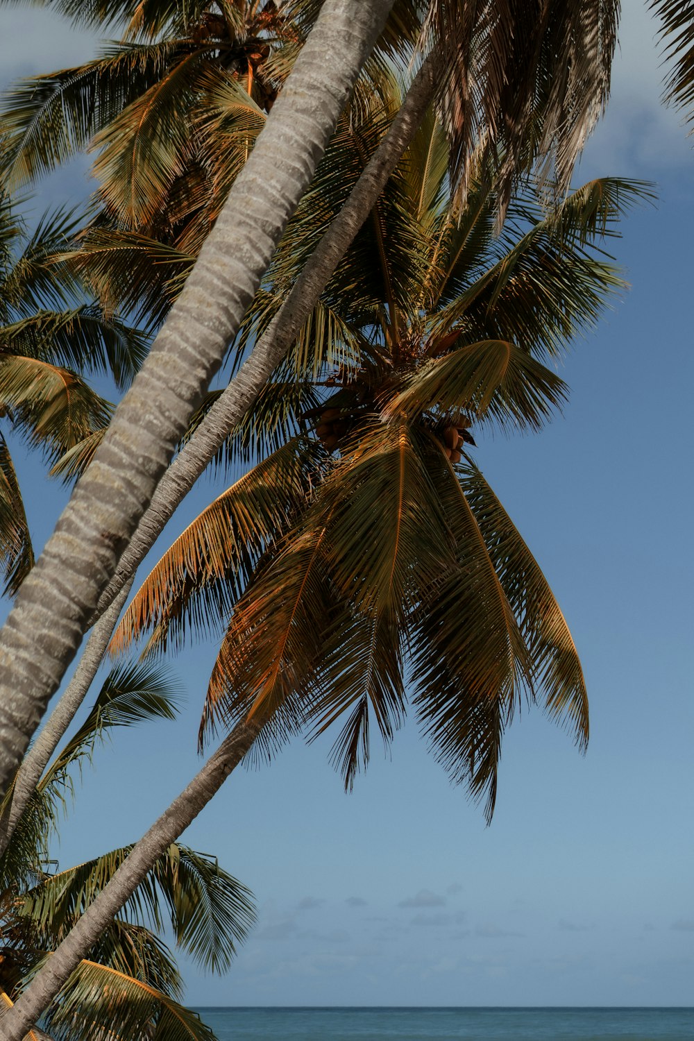 a view of a beach with palm trees and the ocean in the background