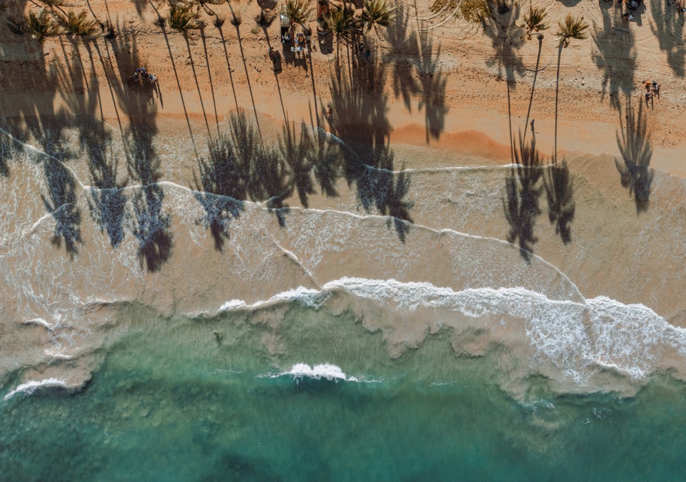 an aerial view of a beach with palm trees